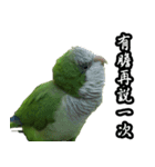 Merry Xmas from the cutest monk parrot！（個別スタンプ：14）