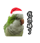 Merry Xmas from the cutest monk parrot！（個別スタンプ：16）