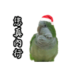 Merry Xmas from the cutest monk parrot！（個別スタンプ：17）