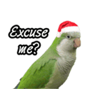 Merry Xmas from the cutest monk parrot！（個別スタンプ：18）