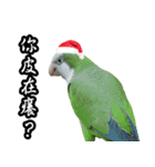 Merry Xmas from the cutest monk parrot！（個別スタンプ：19）