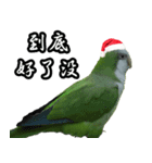 Merry Xmas from the cutest monk parrot！（個別スタンプ：20）