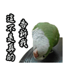 Merry Xmas from the cutest monk parrot！（個別スタンプ：23）