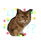 うちの可愛い猫のスタンプ（個別スタンプ：2）