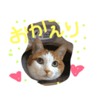 うちの可愛い猫のスタンプ（個別スタンプ：3）