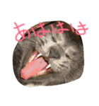 うちの可愛い猫のスタンプ（個別スタンプ：5）