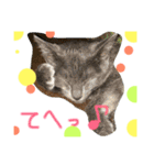 うちの可愛い猫のスタンプ（個別スタンプ：8）