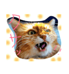 うちの可愛い猫のスタンプ（個別スタンプ：9）