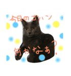 うちの可愛い猫のスタンプ（個別スタンプ：13）