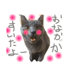 うちの可愛い猫のスタンプ（個別スタンプ：14）