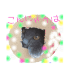 うちの可愛い猫のスタンプ（個別スタンプ：15）