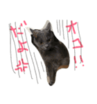 うちの可愛い猫のスタンプ（個別スタンプ：17）