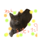 うちの可愛い猫のスタンプ（個別スタンプ：19）