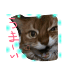 うちの可愛い猫のスタンプ（個別スタンプ：21）
