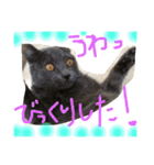 うちの可愛い猫のスタンプ（個別スタンプ：23）
