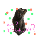 うちの可愛い猫のスタンプ（個別スタンプ：25）