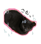 うちの可愛い猫のスタンプ（個別スタンプ：26）