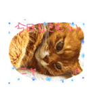 うちの可愛い猫のスタンプ（個別スタンプ：28）