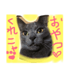 うちの可愛い猫のスタンプ（個別スタンプ：29）
