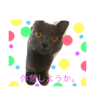 うちの可愛い猫のスタンプ（個別スタンプ：30）