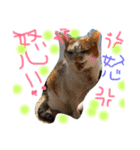 うちの可愛い猫のスタンプ（個別スタンプ：32）