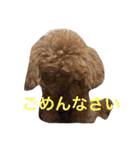 ボン太（個別スタンプ：1）