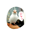 白文鳥のおいりちゃん（個別スタンプ：1）