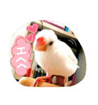 白文鳥のおいりちゃん（個別スタンプ：11）