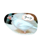 白文鳥のおいりちゃん（個別スタンプ：14）