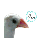 白文鳥のおいりちゃん（個別スタンプ：22）