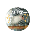 白文鳥のおいりちゃん（個別スタンプ：24）