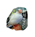 白文鳥のおいりちゃん（個別スタンプ：27）