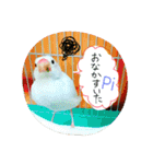 白文鳥のおいりちゃん（個別スタンプ：33）