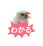 白文鳥のおいりちゃん（個別スタンプ：38）