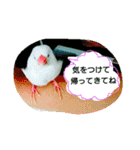 白文鳥のおいりちゃん（個別スタンプ：39）