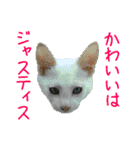 かわいい師匠3（個別スタンプ：40）