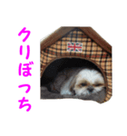シーズーのモコちゃん クリスマス＆お正月（個別スタンプ：8）