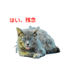 Street cats 4（個別スタンプ：1）