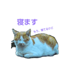 Street cats 4（個別スタンプ：2）