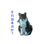 Street cats 4（個別スタンプ：3）