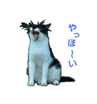 Street cats 4（個別スタンプ：4）