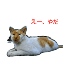 Street cats 4（個別スタンプ：5）