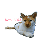 Street cats 4（個別スタンプ：7）
