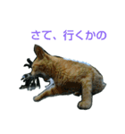 Street cats 4（個別スタンプ：9）