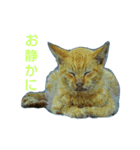 Street cats 4（個別スタンプ：10）