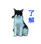 Street cats 4（個別スタンプ：11）
