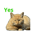 Street cats 4（個別スタンプ：13）