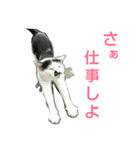 Street cats 4（個別スタンプ：14）