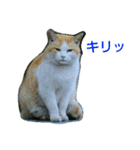 Street cats 4（個別スタンプ：15）