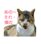 Street cats 4（個別スタンプ：16）